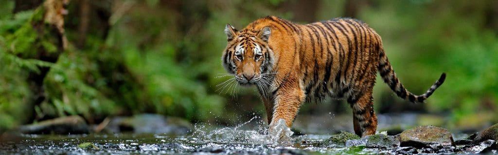 What is Tiger Meaning Spiritual: Explore Deep Representation and Hidden Messages