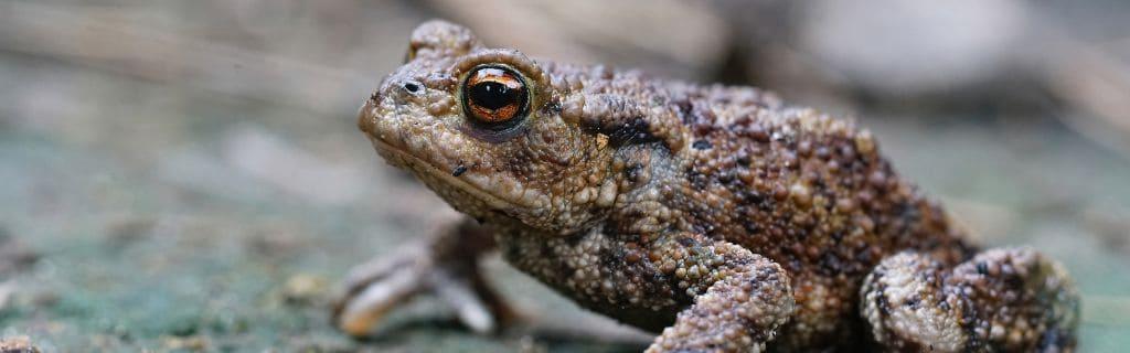 The Toad Spiritual Meaning Explained: Discover the Lessons It Teaches Us