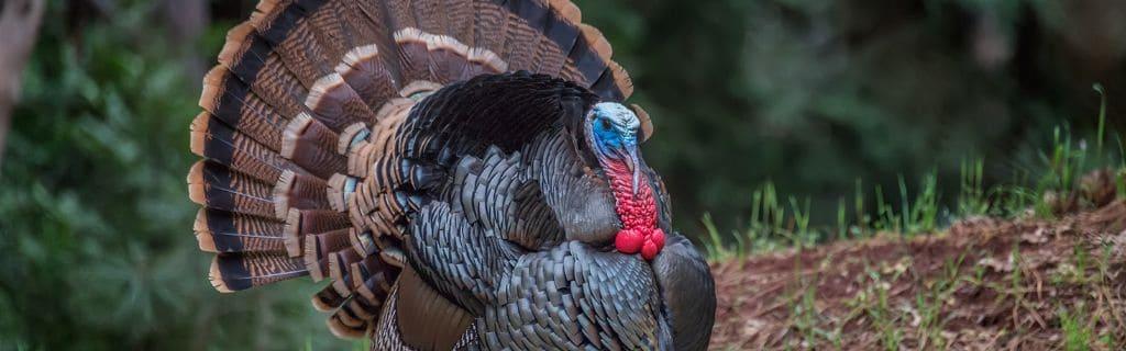 Turkey Spiritual Meaning: Discovering What Seeing a Turkey Can Teach You
