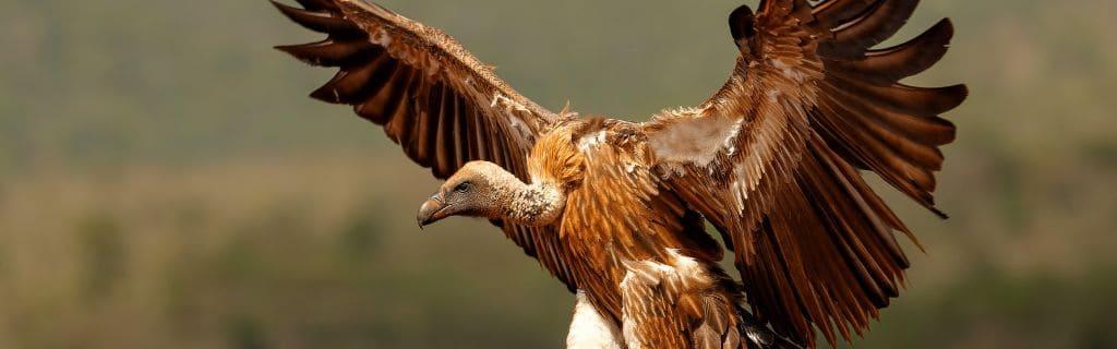 Vulture Spiritual Meaning: Discover What These Majestic Birds Symbolize
