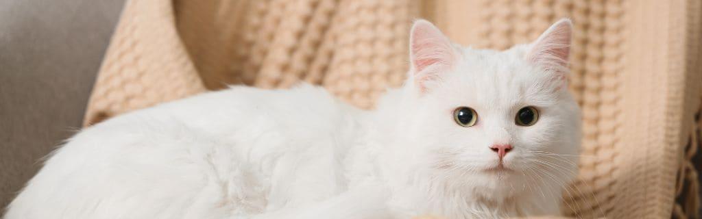 The Enigmatic White Cat Spiritual Meaning: The Hidden Messages Behind It