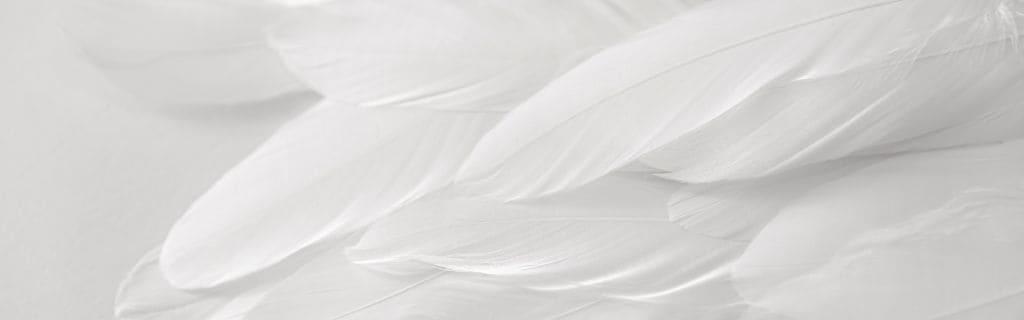White Feather Spiritual Meaning: What Does It Mean?
