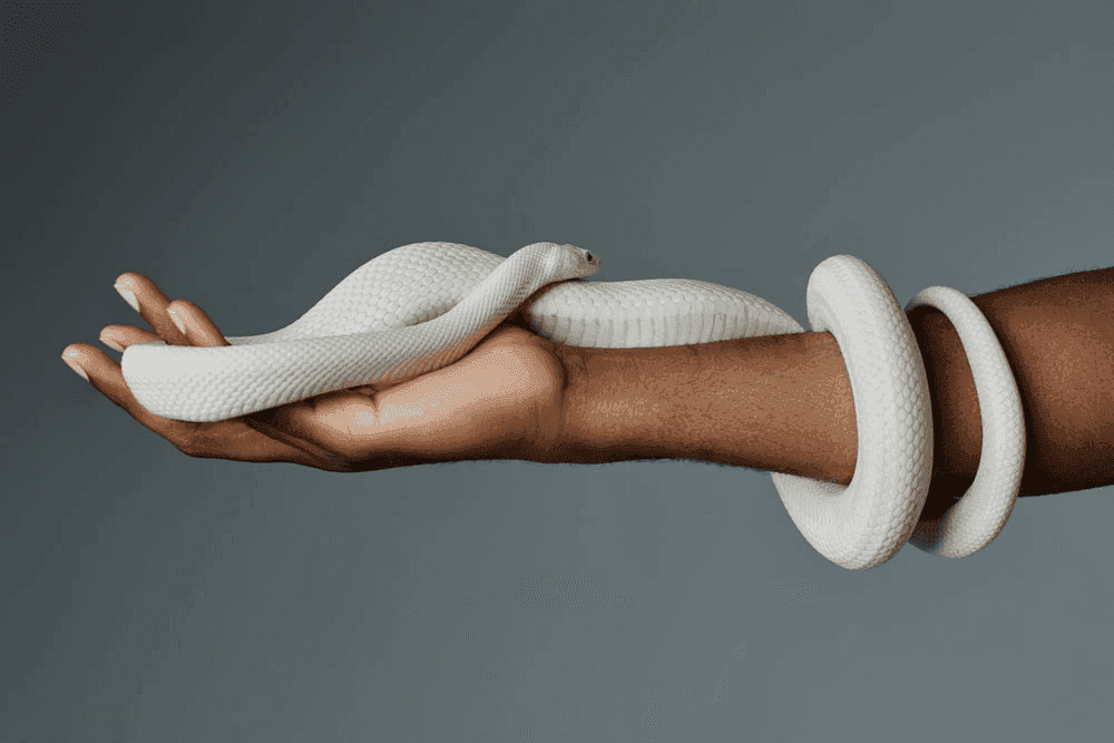 What Does the White Snake Dream Meaning Have to Do With Your Life