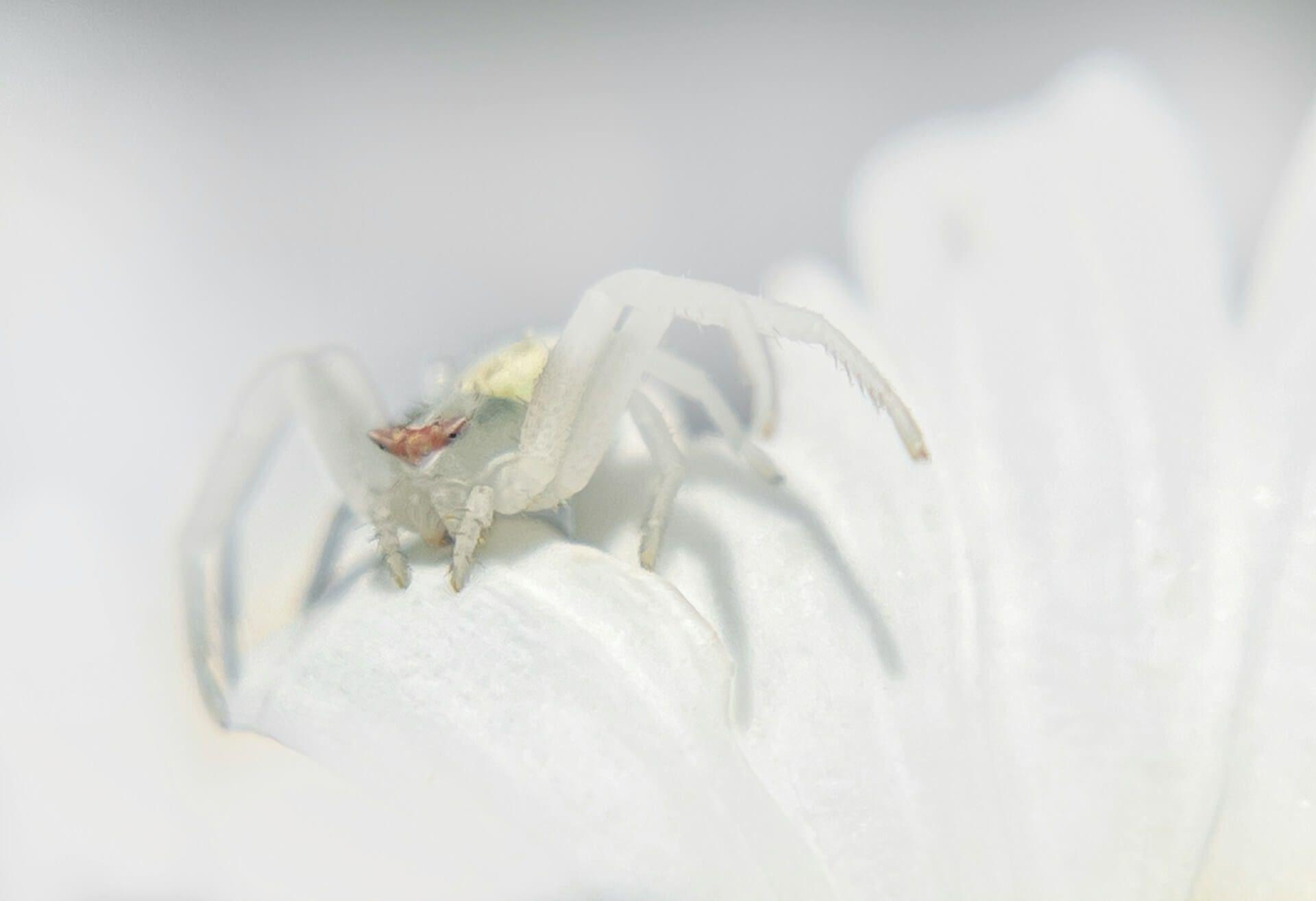 White Spider Spiritual Meaning