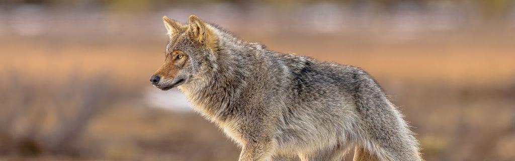 Wolf Spiritual Meaning: Discover the Deep Symbolism of These Animals
