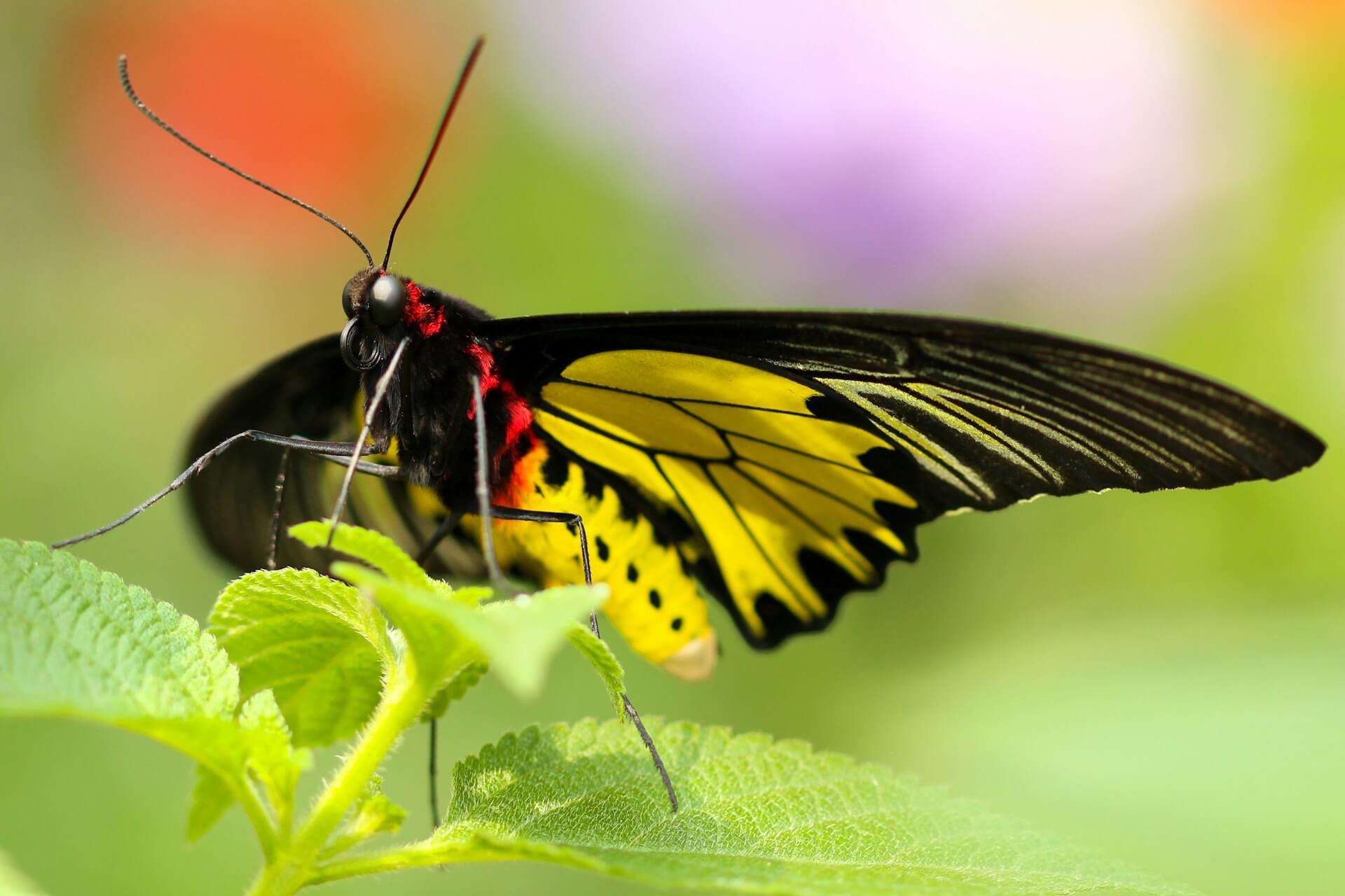 Yellow And Black Butterfly Spiritual Meaning