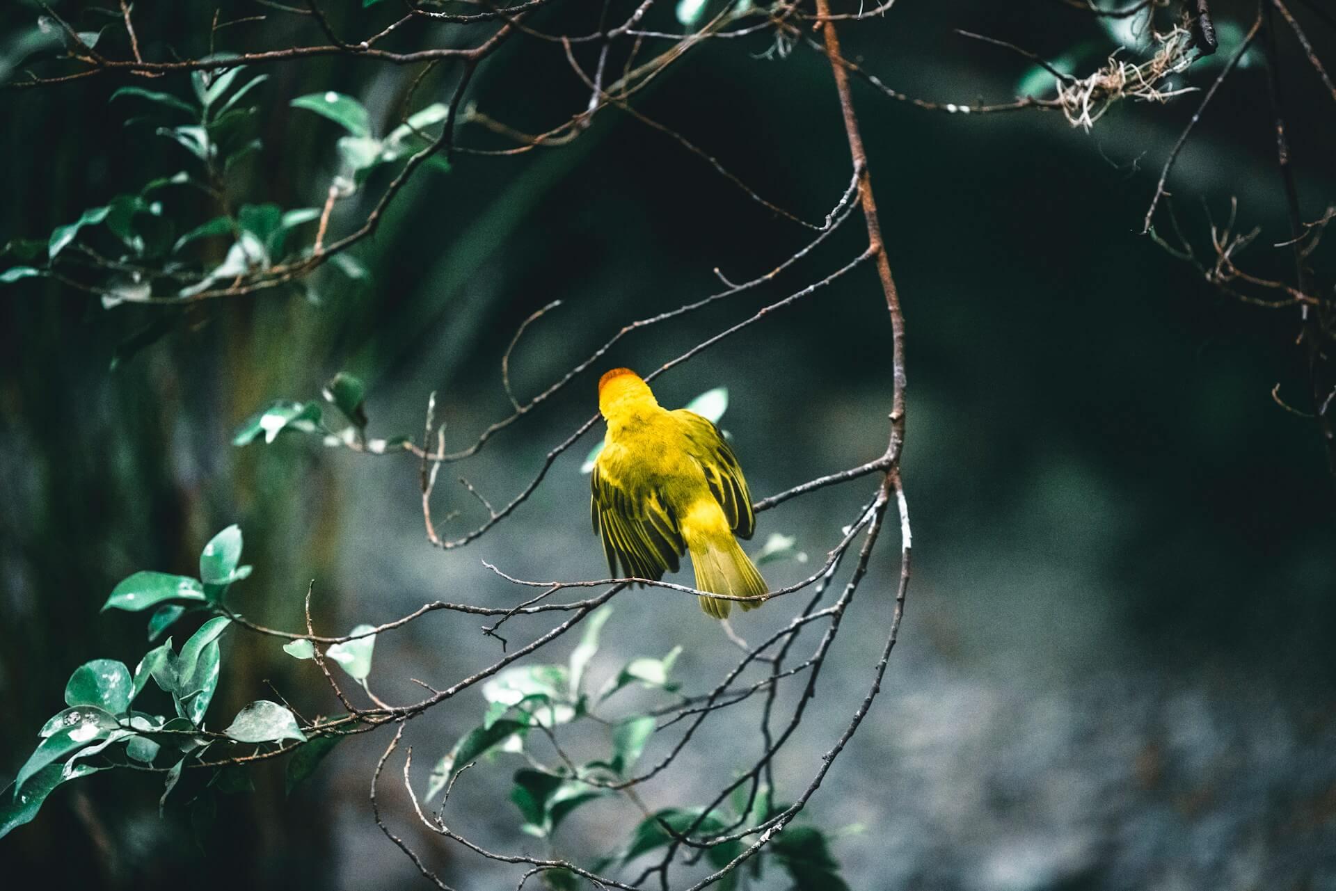 Yellow Bird Spiritual Meaning