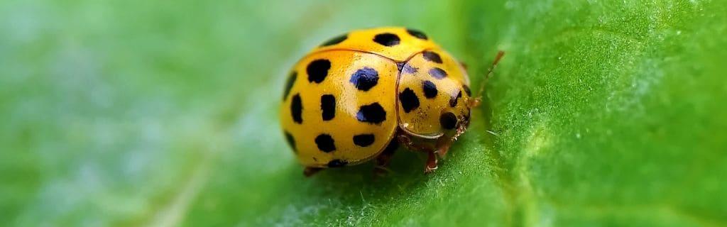 Yellow Ladybug Spiritual Meaning: Discover the Hidden Signs